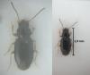 Tachyura parvula